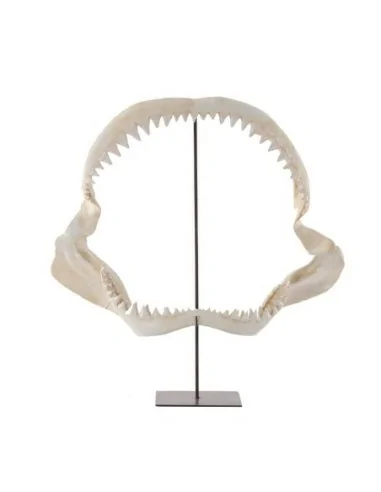 Fósil Dentadura Tiburón