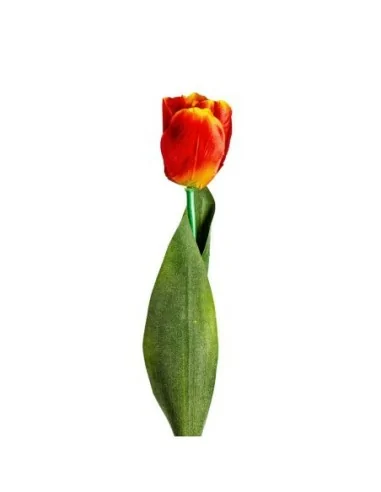 Flor Tulipan