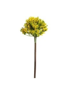 Planta Allium