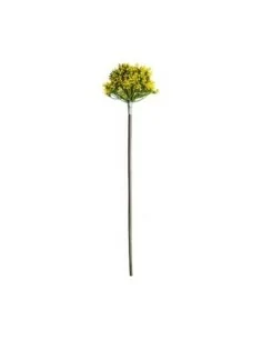 Planta Allium 2