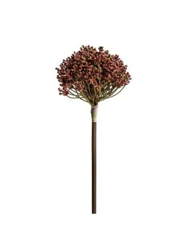 Planta Allium