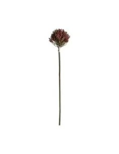 Planta Allium 2