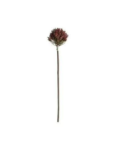 Planta Allium