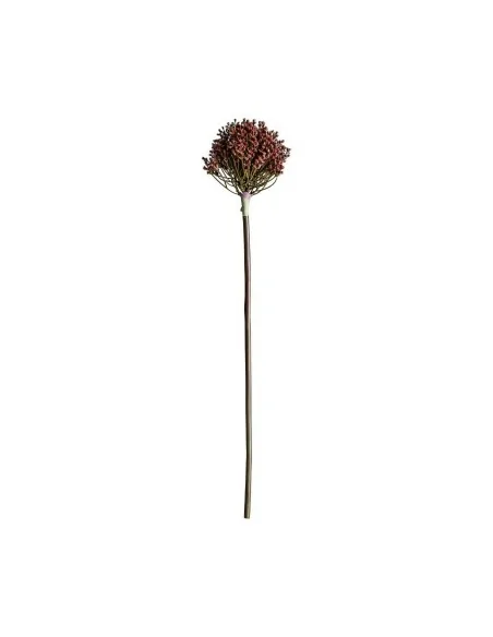 Planta Allium