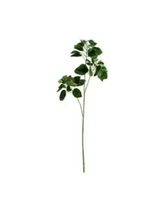 Planta Hojas Manzano 2