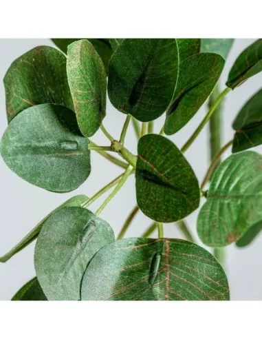 Planta Hojas Manzano