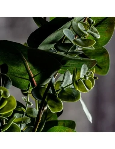 Planta Hojas Manzano