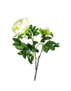 Flor