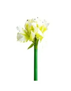 Flor Amaryllis