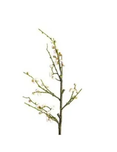Flor Del Ciruelo