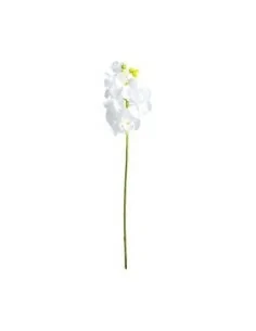 Flor Azahar 2
