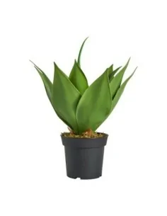 Planta Lotus