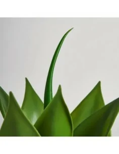 Planta Lotus 2