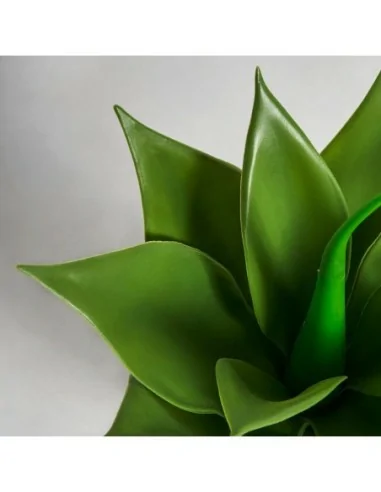 Planta Lotus Planta Lotus