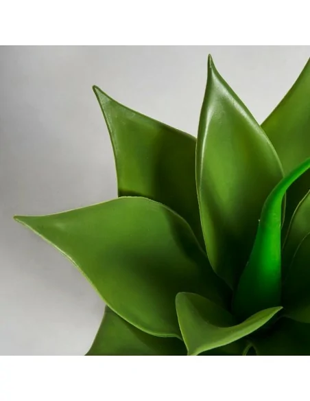 Planta Lotus