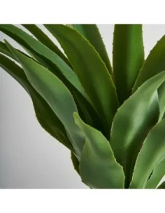Planta Yucca 2