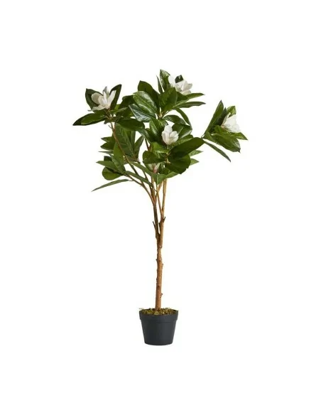 Planta Magnolia