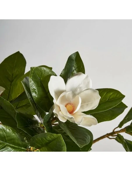 Planta Magnolia