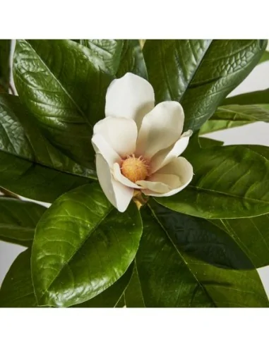 Planta Magnolia