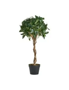 Planta Laurel