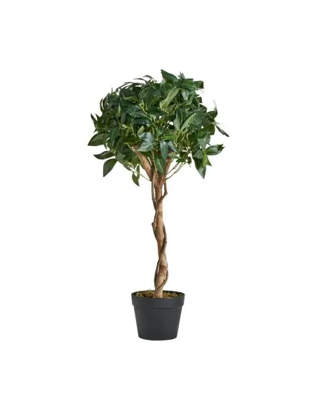 Planta Laurel Planta Laurel