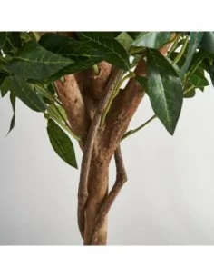Planta Laurel 2