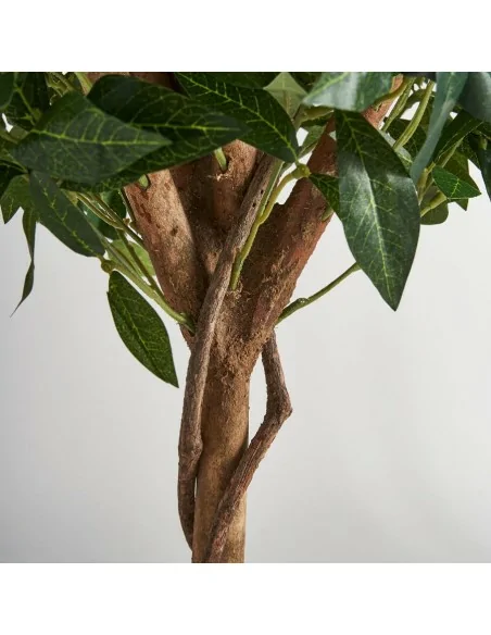 Planta Laurel