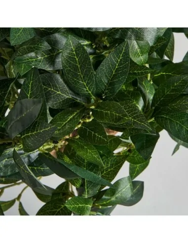 Planta Laurel Planta Laurel