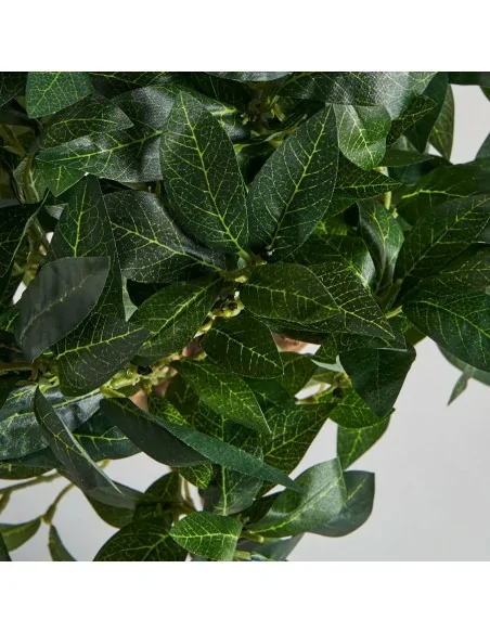 Planta Laurel