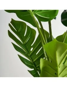 Planta Monstera 2
