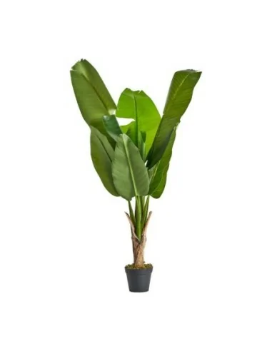 Planta Bananera