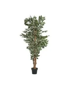 Planta Ficus