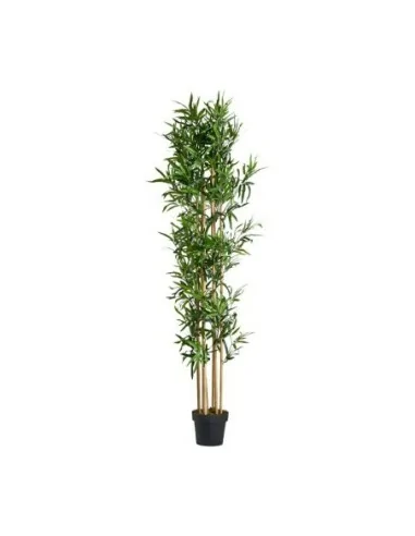 Planta Bambú