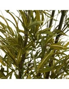 Planta Phoenix Bamboo 2