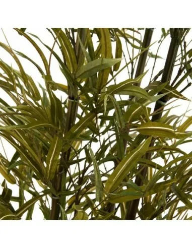 Planta Phoenix Bamboo