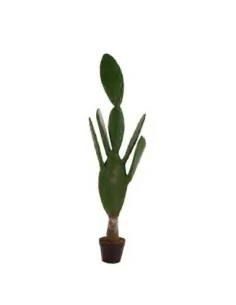 Planta Cactus
