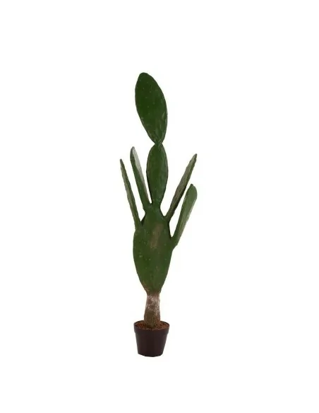 Planta Cactus