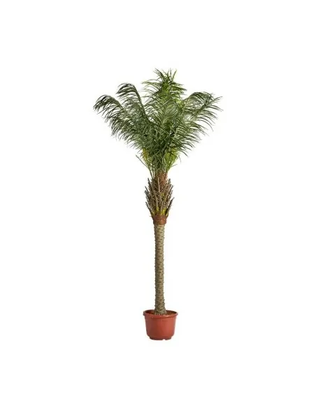 Planta Palmera